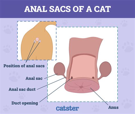 cat anus|Anal Sac Disease in Cats: Causes, Signs